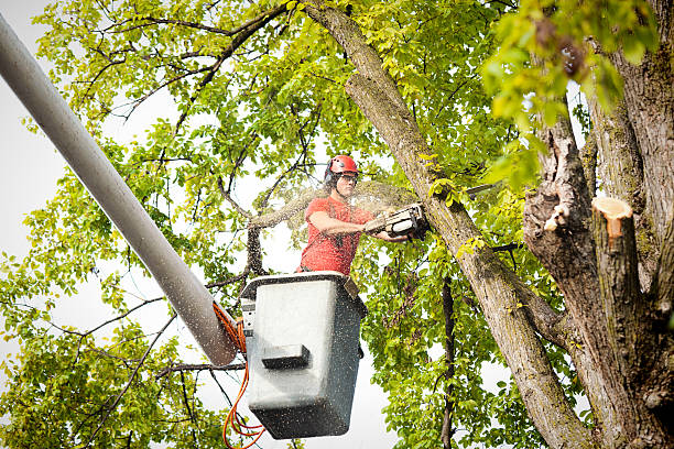 Best Dead Tree Removal  in Mount Vista, WA